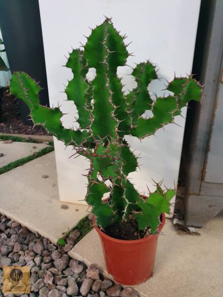 Euphorbe grandicornis aubagne cactus story