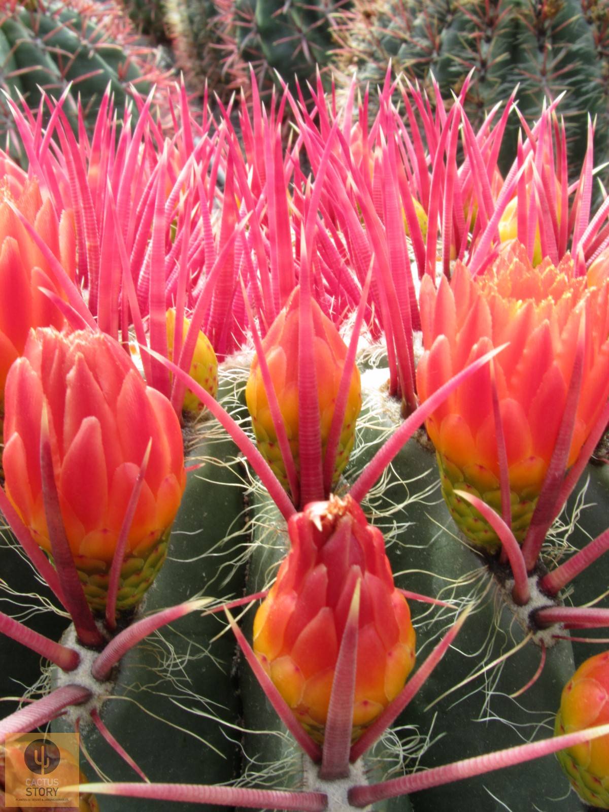 Férocactus Fleur Aubagne Marseille 
