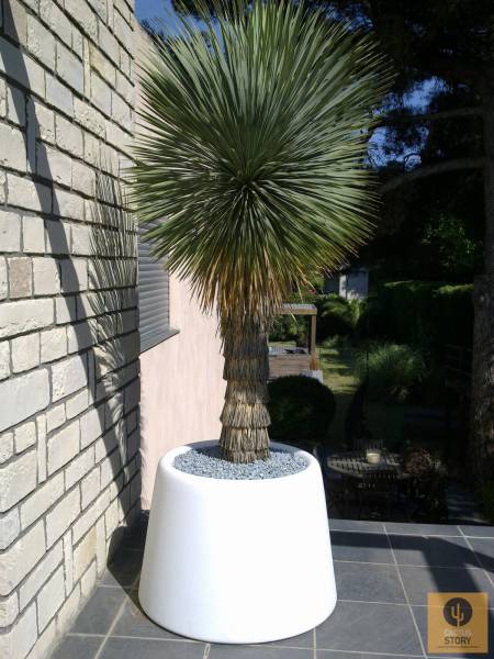 yucca rostrata pot design