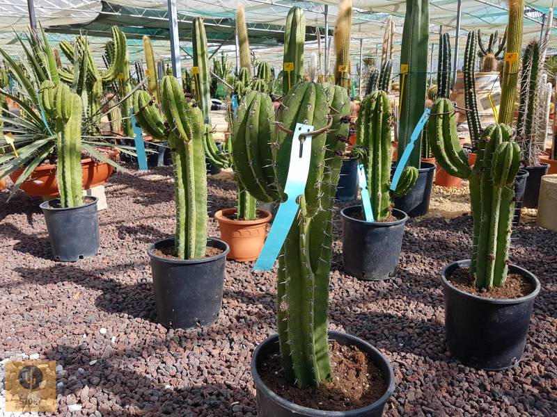 Polaskia Chichipe production Aubagne