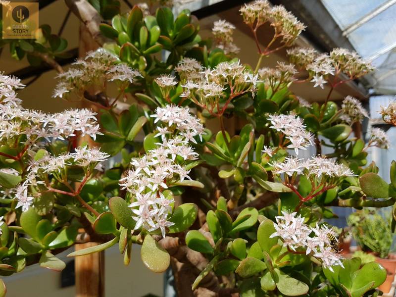 Crassula Ovata en fleurs