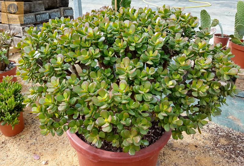 Crassula compacta