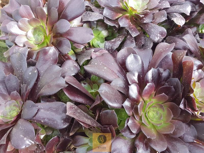 Aeonium