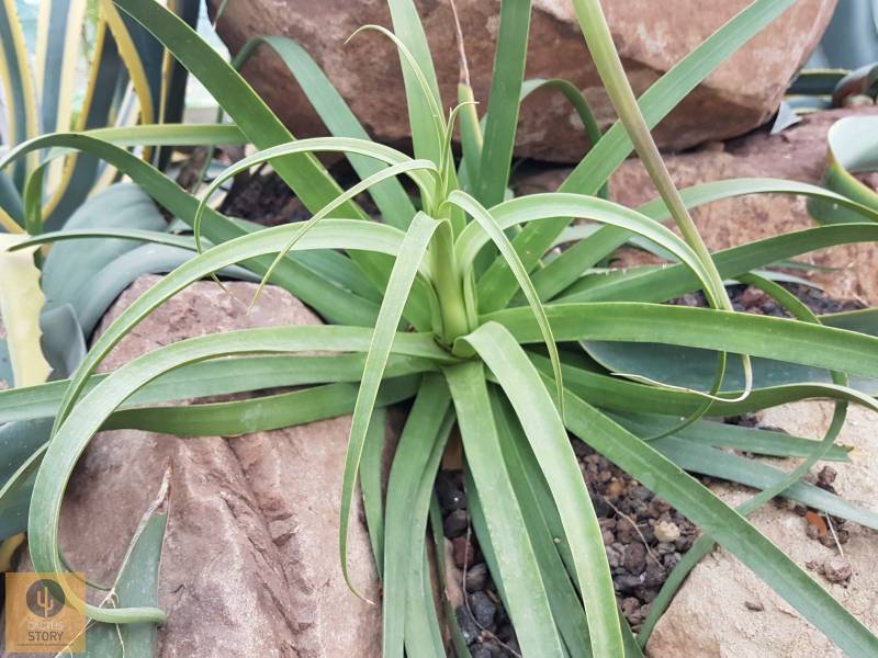 Agave bracteosa