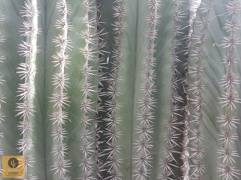 pachycereus pringlei colonnes ideal cloture
