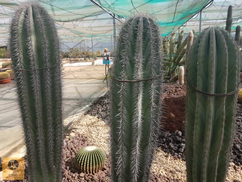 Pachycereus pringlei simple colonne extra
