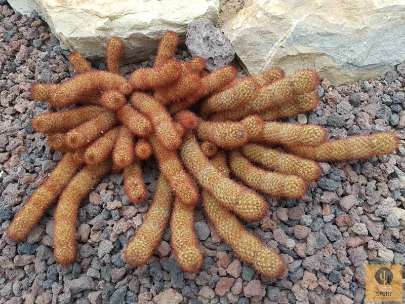 Mammillaria élongata rubra serre aubagne