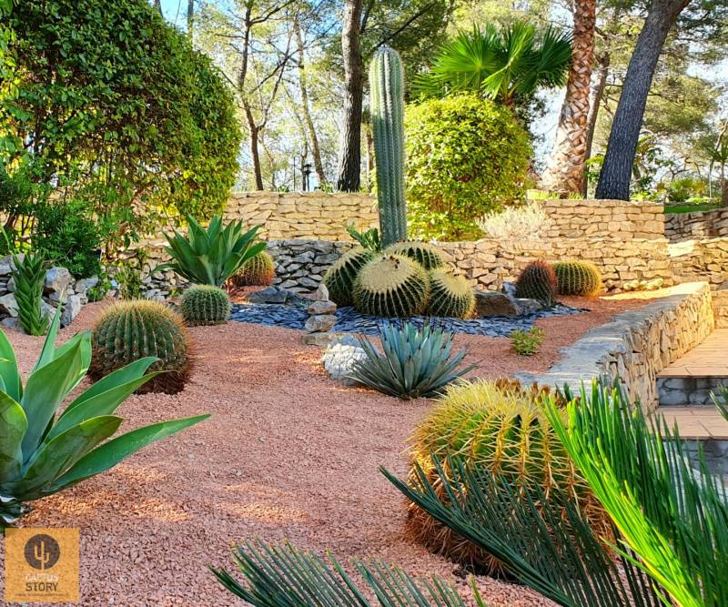 Rocaille design Cactus story Aubagne