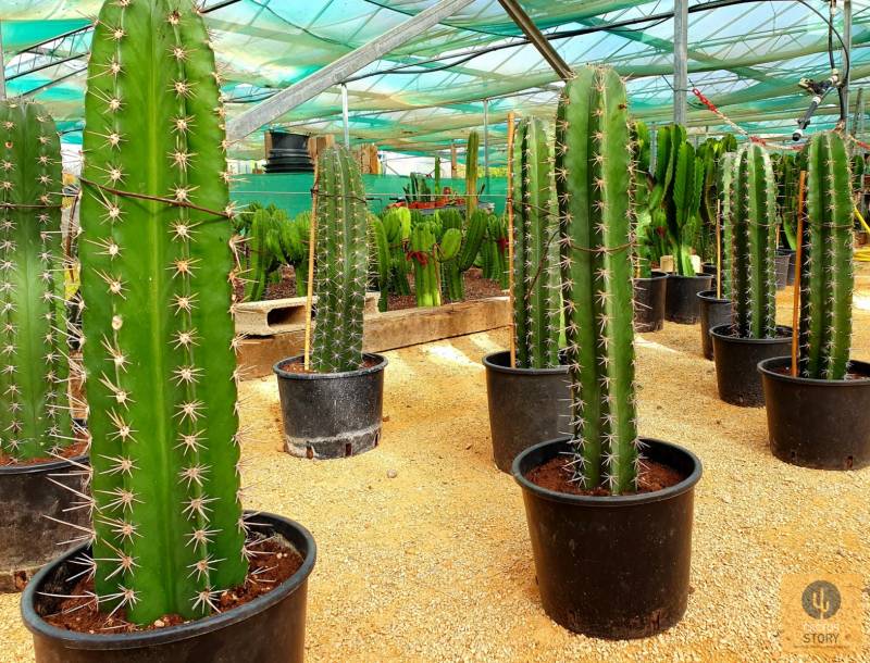 Ritterocereus pruinosus production paca