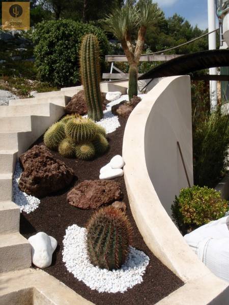 Jardinière cactus