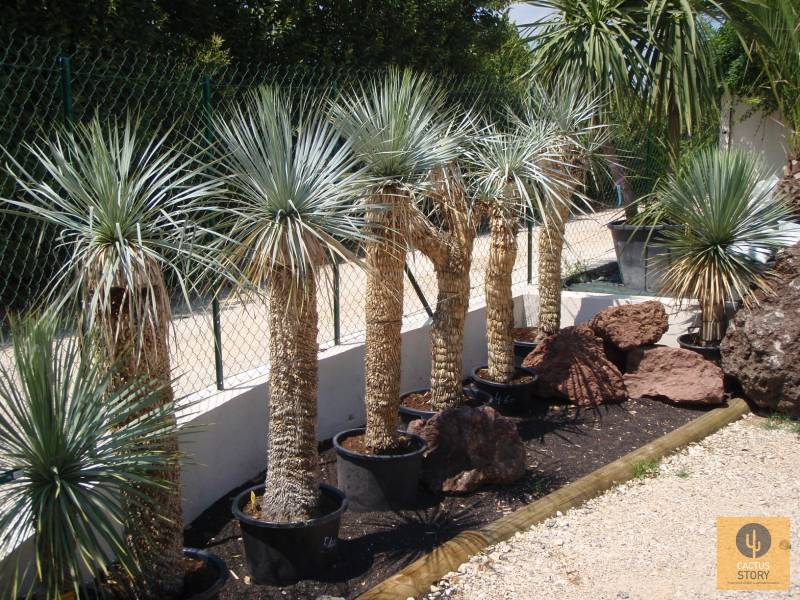 yucca rostrata jardinerie Aubagne